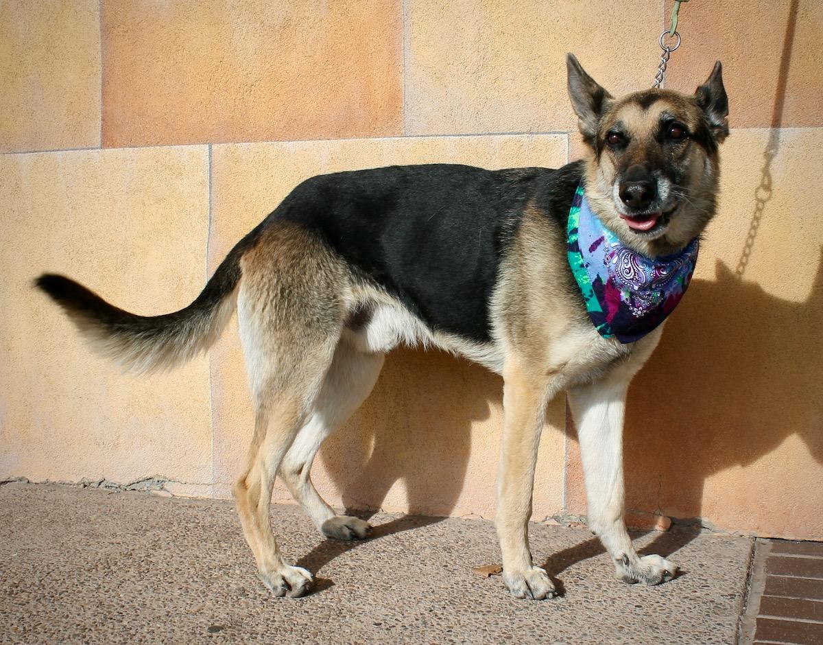 Enlarge Bear, a ADOPTABLE German Shepherd Dog in Albuquerque, NM image 2/6