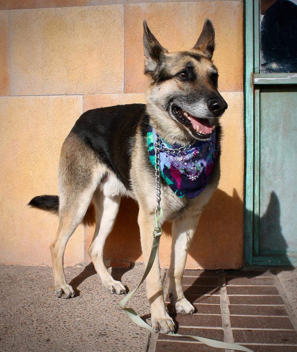 Enlarge Bear, a ADOPTABLE German Shepherd Dog in Albuquerque, NM image 4/6