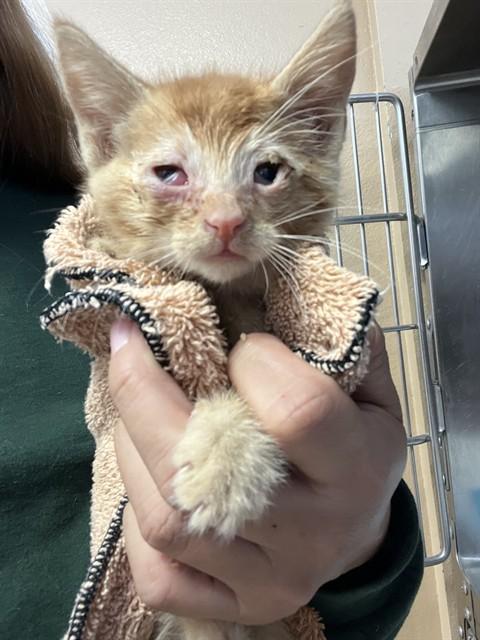 A1919384, Adoptable, Kitten Male Domestic Short Hair.