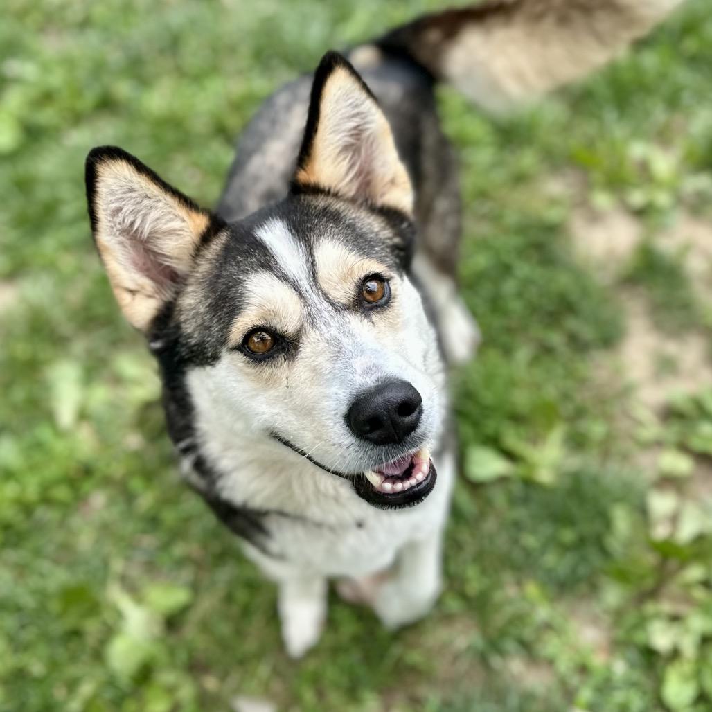 Enlarge Nessa, a Adoptable mixed breed in Warrensburg, MO image 1/5