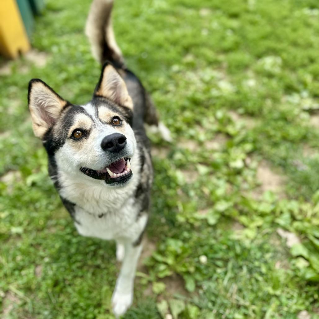 Enlarge Nessa, a Adoptable mixed breed in Warrensburg, MO image 2/5