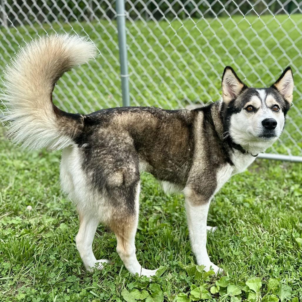 Enlarge Nessa, a Adoptable mixed breed in Warrensburg, MO image 3/5