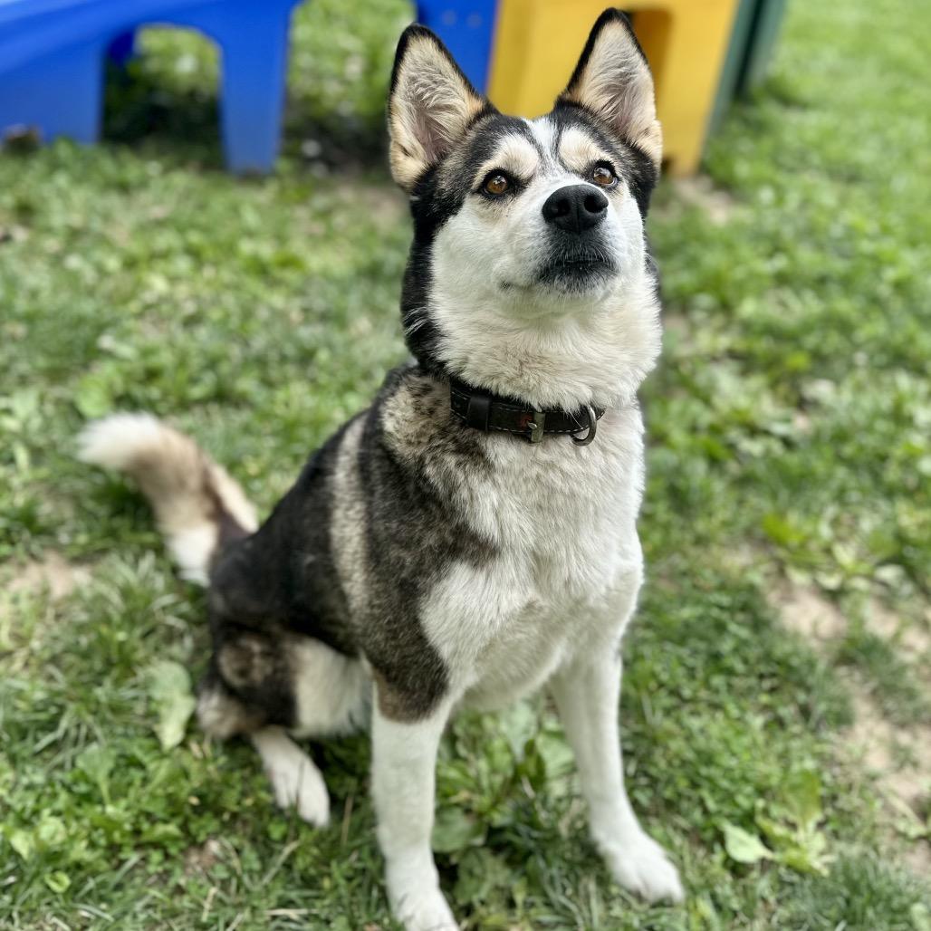 Enlarge Nessa, a Adoptable mixed breed in Warrensburg, MO image 4/5