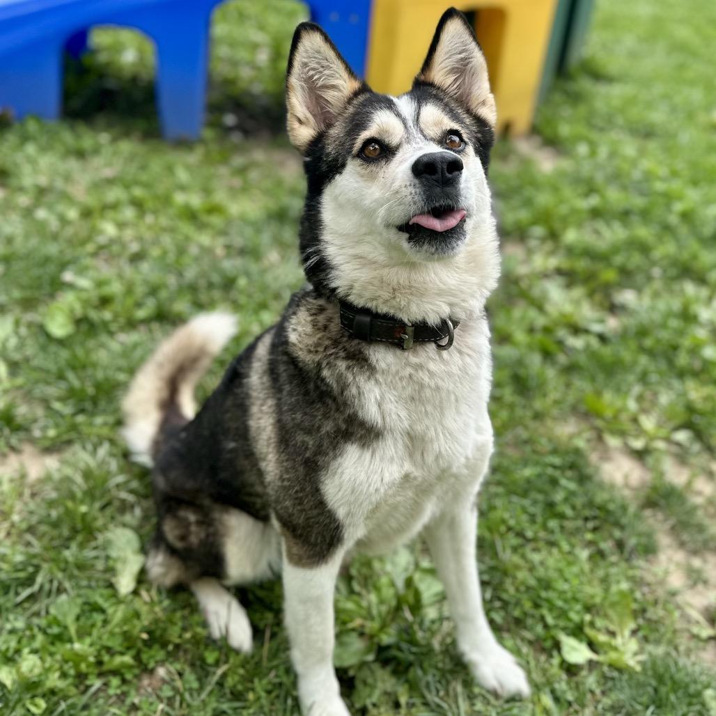 Enlarge Nessa, a Adoptable mixed breed in Warrensburg, MO image 5/5