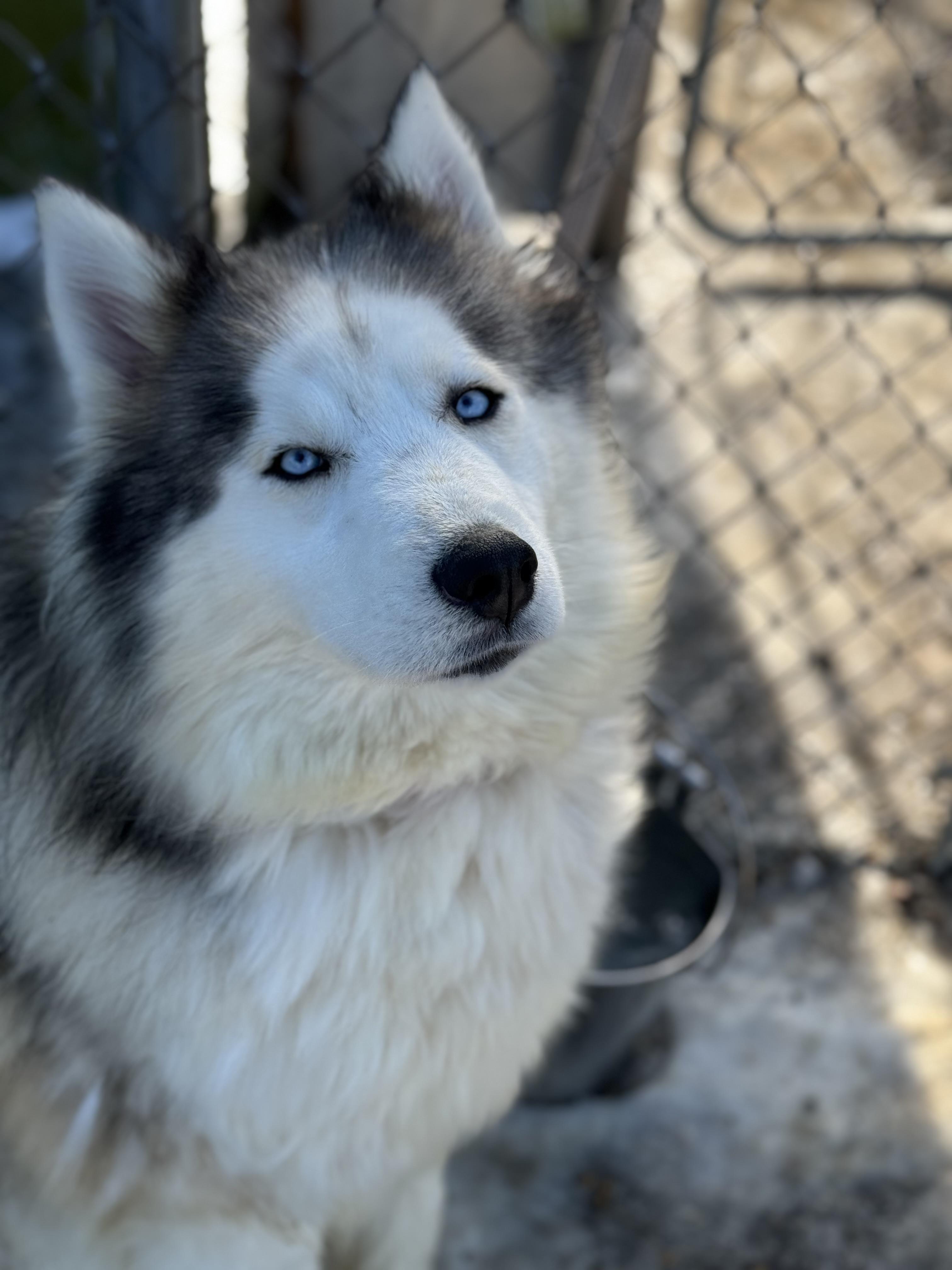 Enlarge Lucky, a Adoptable mixed breed in Willimantic, CT image 1/6