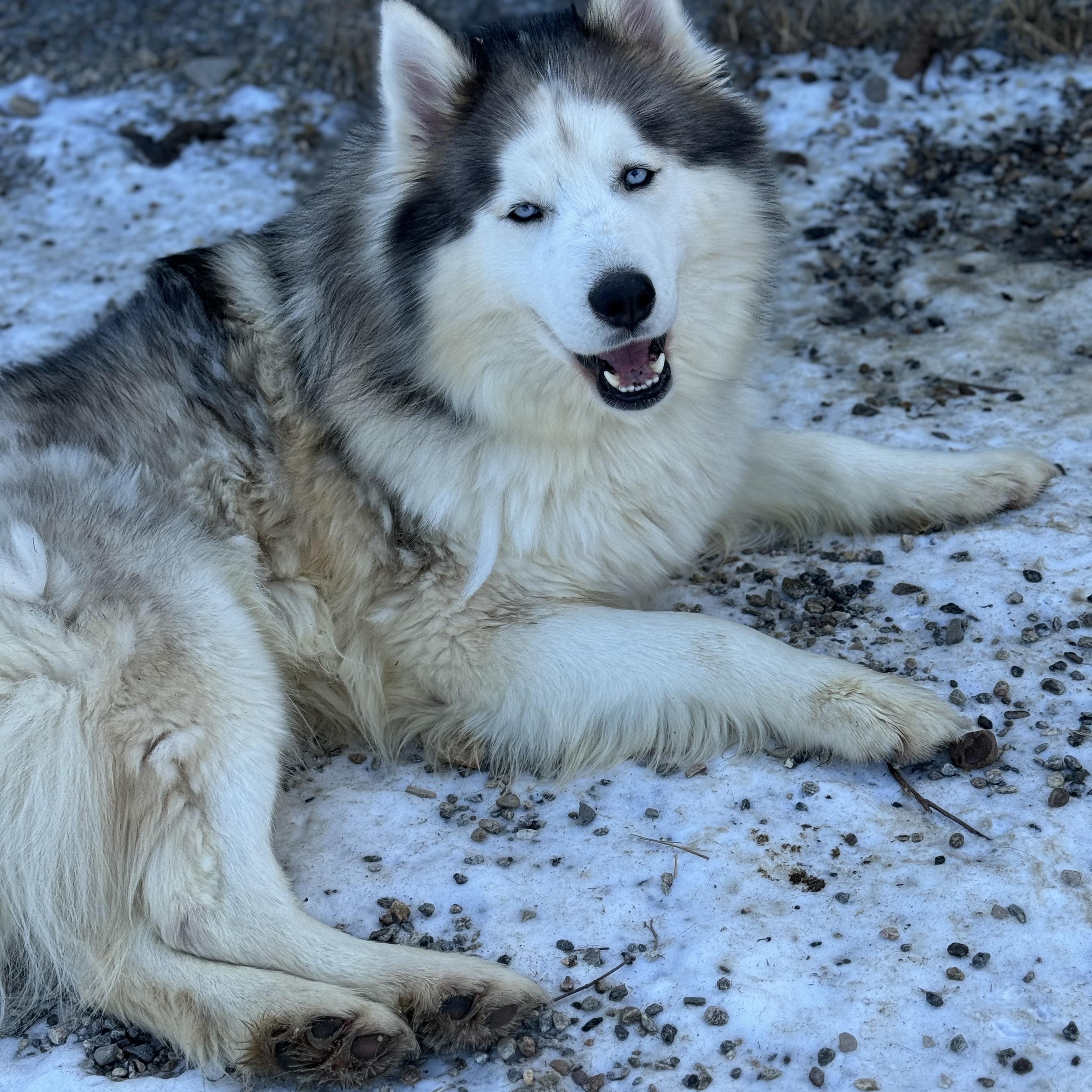 Enlarge Lucky, a Adoptable mixed breed in Willimantic, CT image 2/6