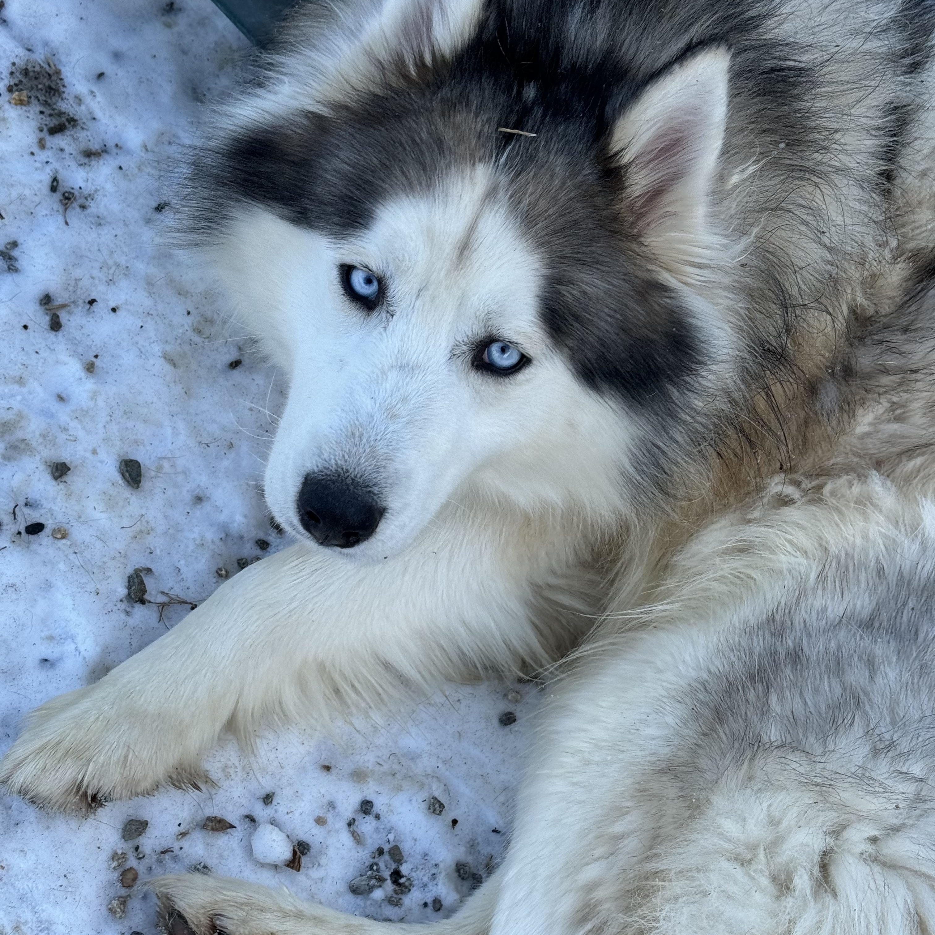 Enlarge Lucky, a Adoptable mixed breed in Willimantic, CT image 3/6