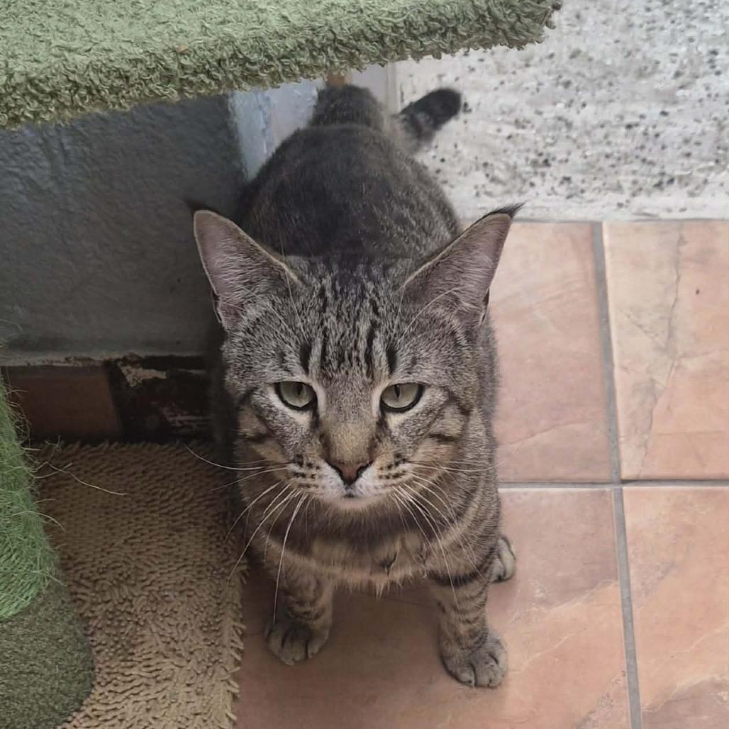 Nevermore, Adoptable, Adult Male Domestic Short Hair.