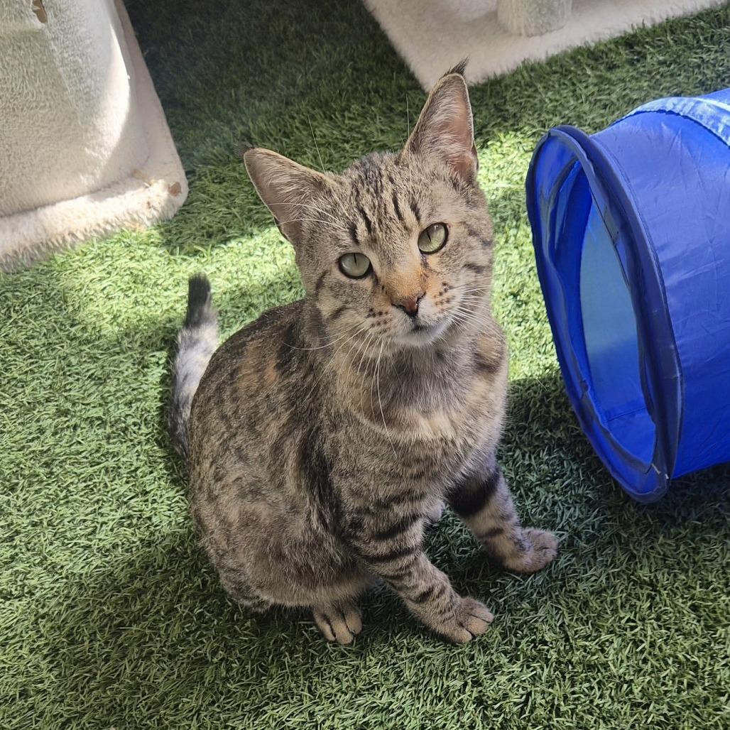 Enlarge Nevermore, a Adoptable Domestic Short Hair in Las Cruces, NM image 2/6