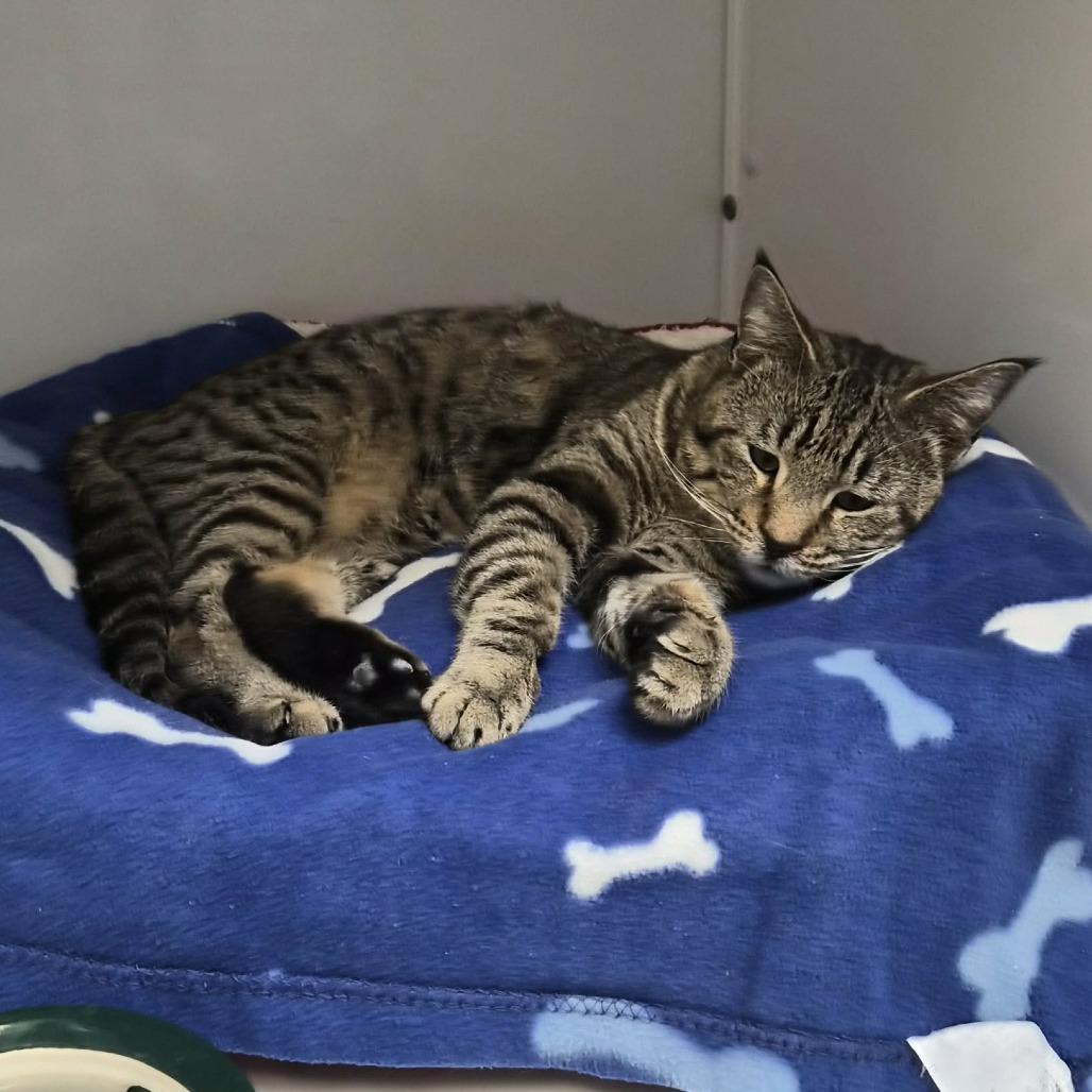 Nevermore, Adoptable, Adult Male Domestic Short Hair.