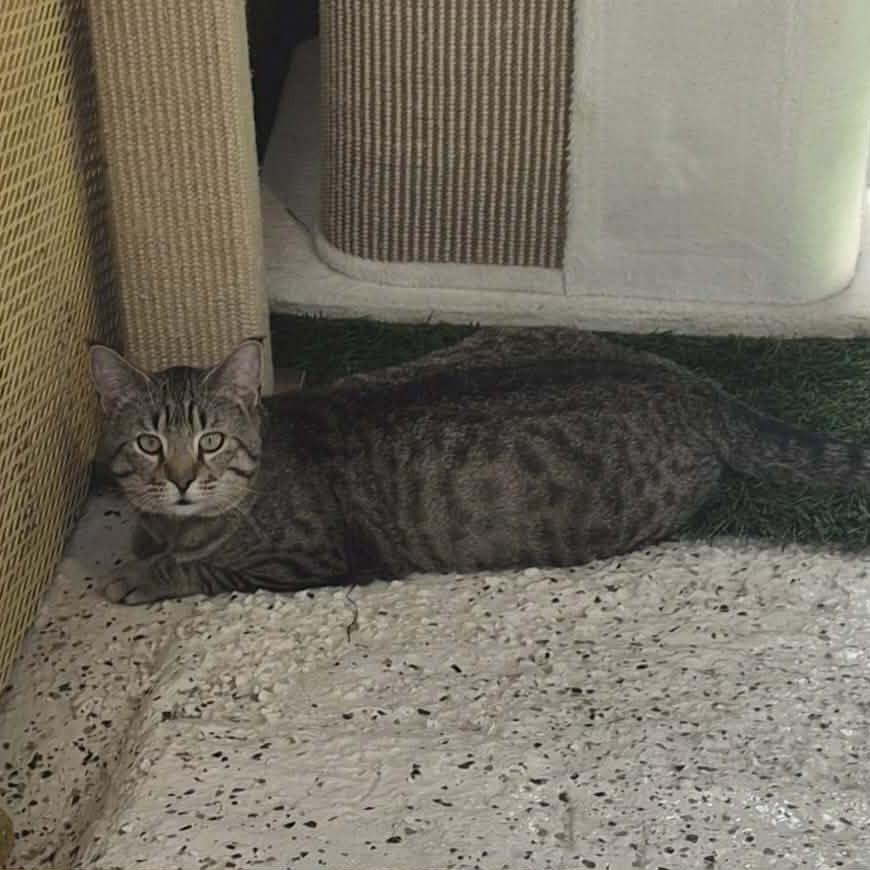 Enlarge Nevermore, a Adoptable Domestic Short Hair in Las Cruces, NM image 4/6