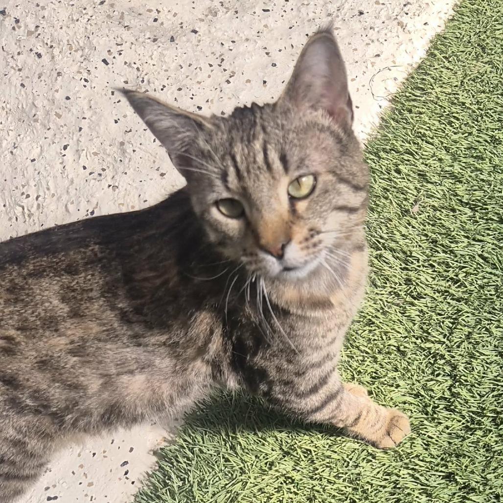 Enlarge Nevermore, a Adoptable Domestic Short Hair in Las Cruces, NM image 6/6