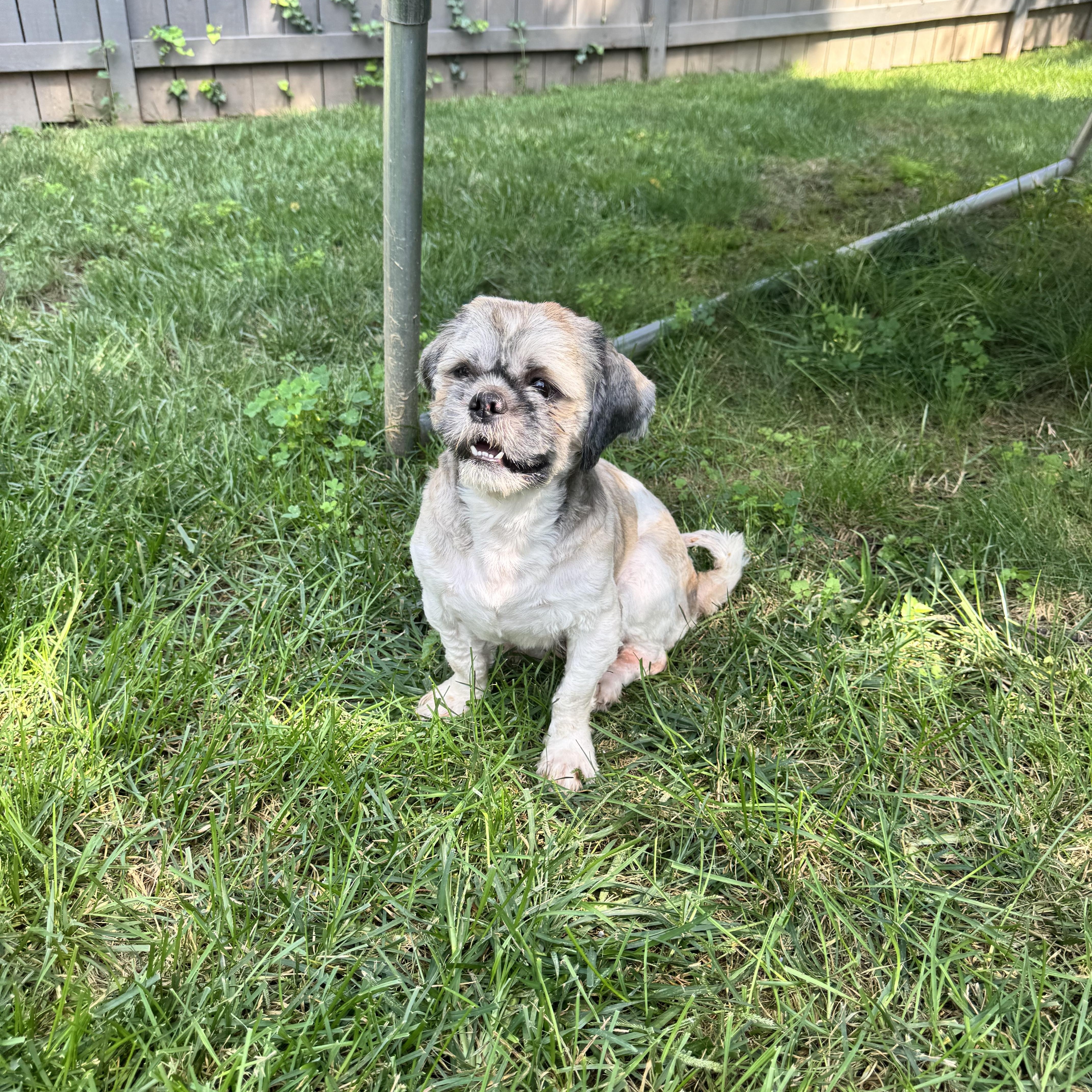 Enlarge Louie, a Adoptable Shih Tzu in Winchester , VA image 5/6