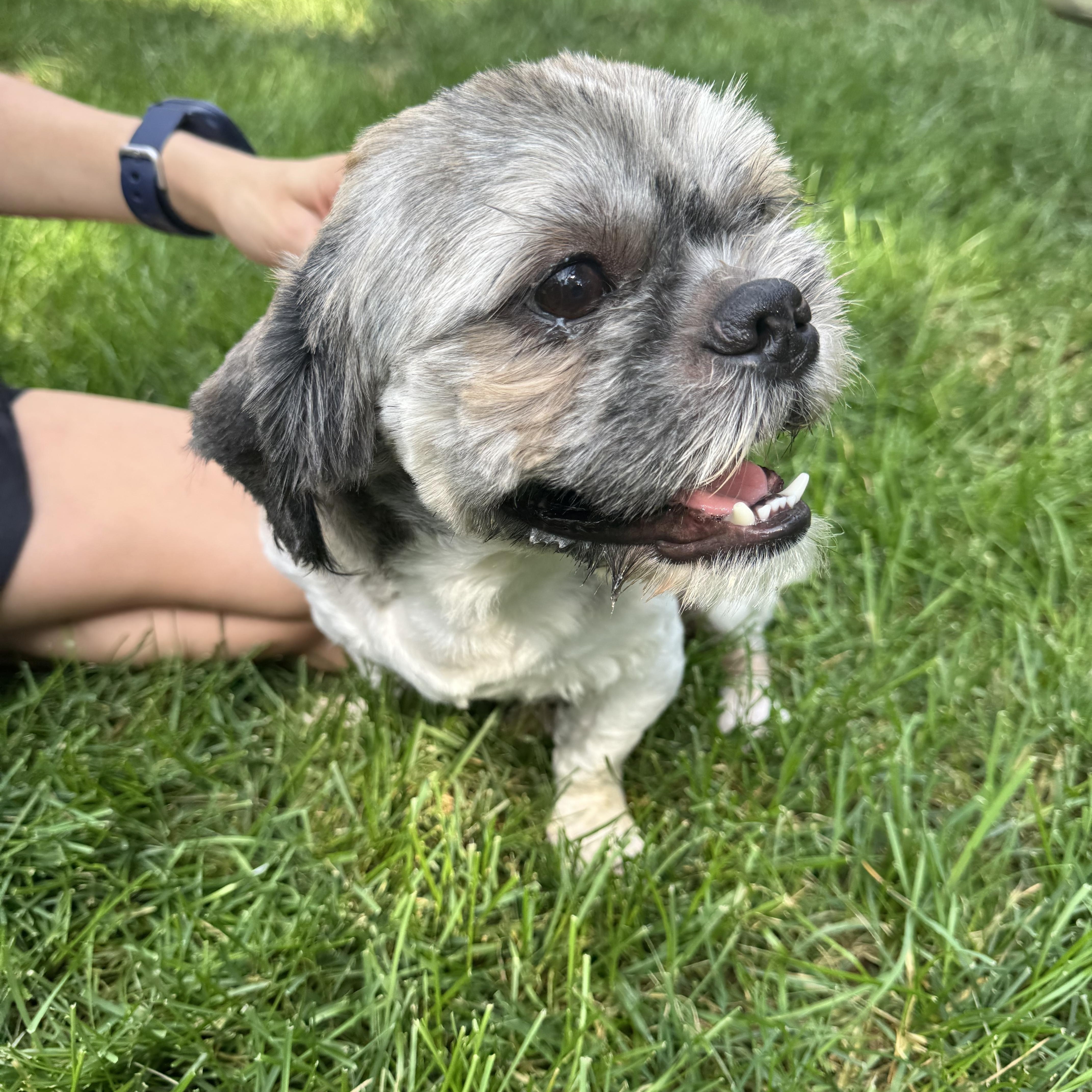 Enlarge Louie, a Adoptable Shih Tzu in Winchester , VA image 3/6
