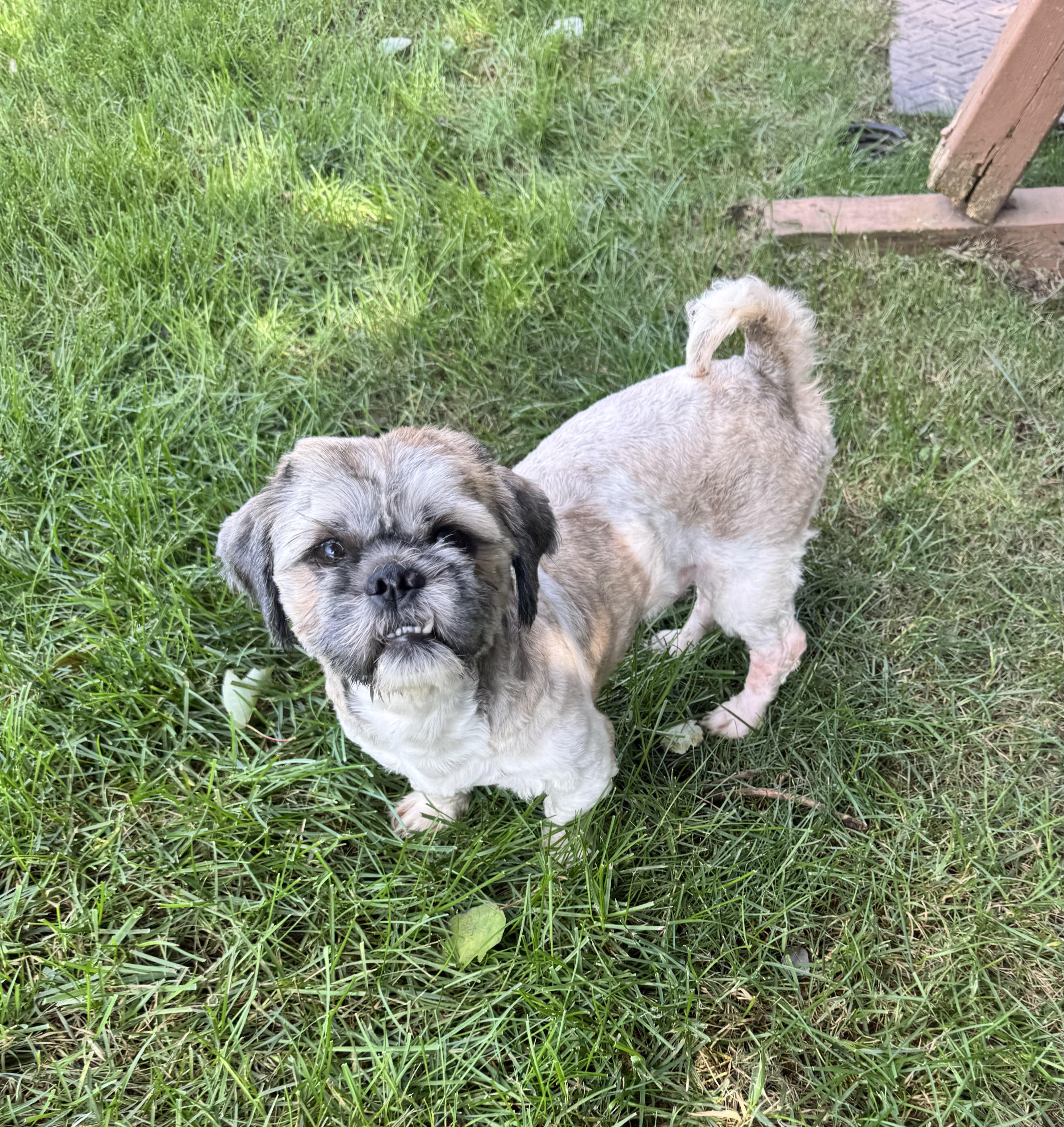 Louie, Adoptable, Young Male Shih Tzu.