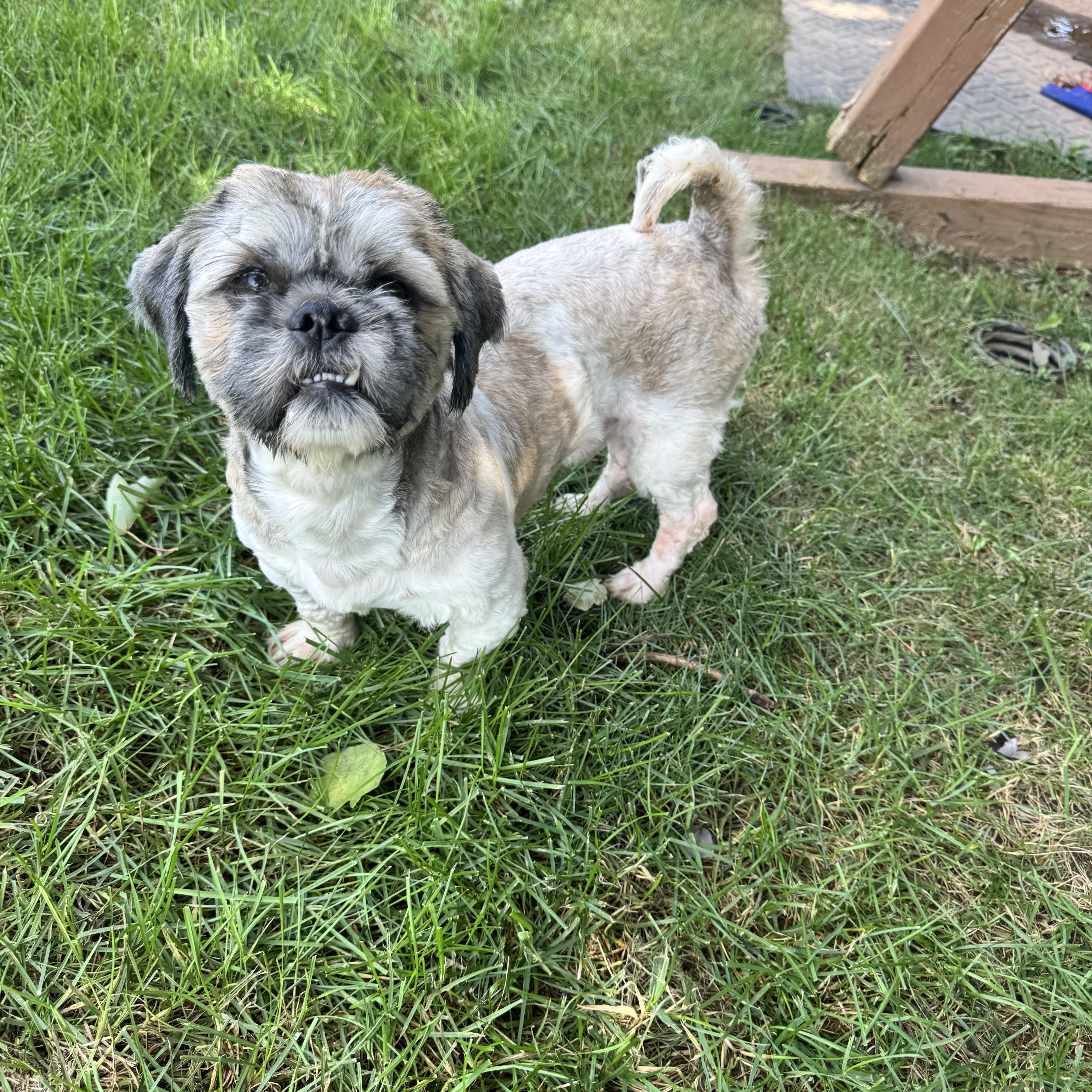 Enlarge Louie, a Adoptable Shih Tzu in Winchester , VA image 4/6