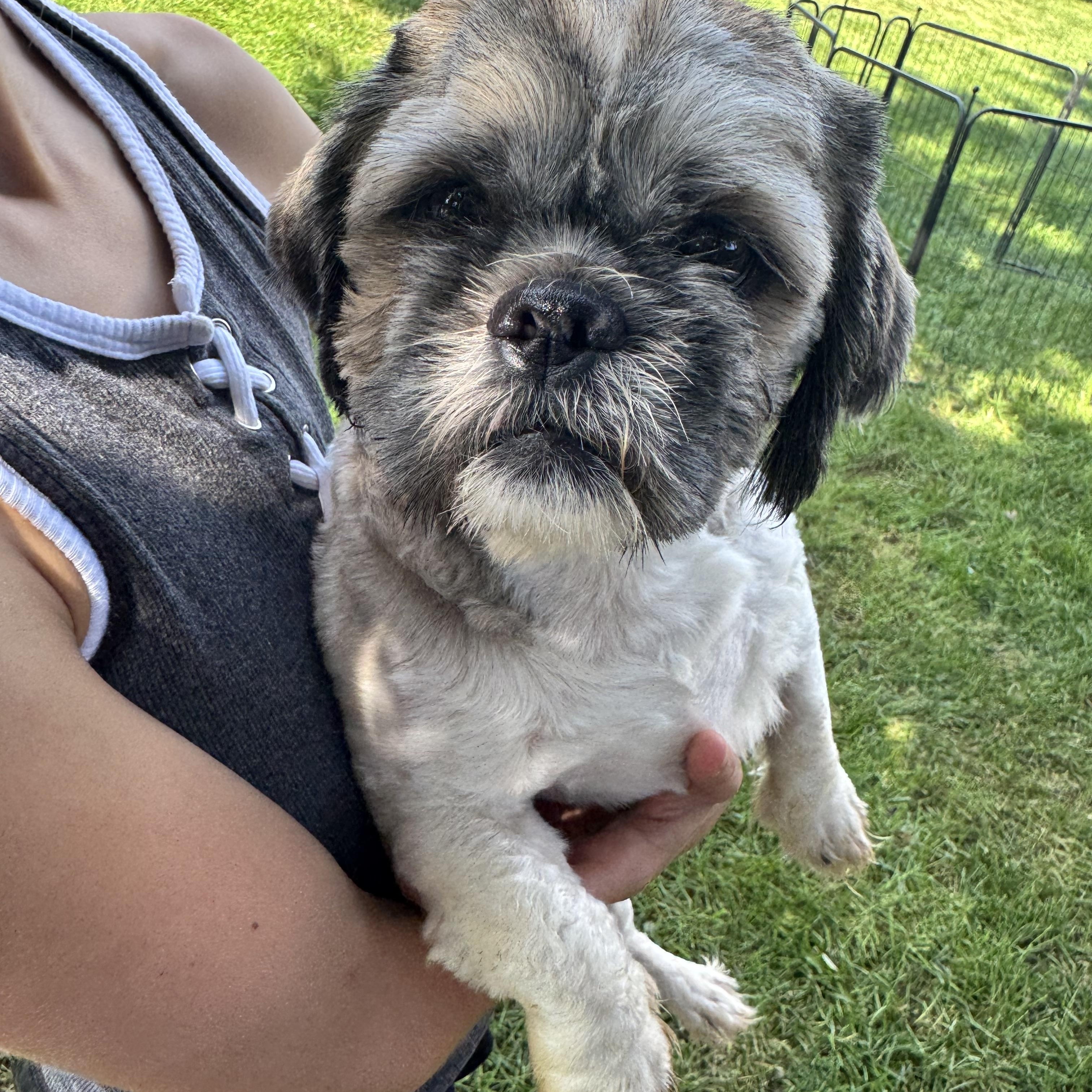 Enlarge Louie, a Adoptable Shih Tzu in Winchester , VA image 2/6