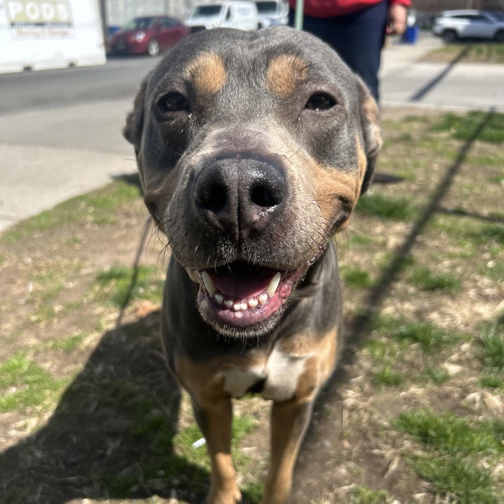 Zoe, Adoptable, Adult Female Mixed Breed.