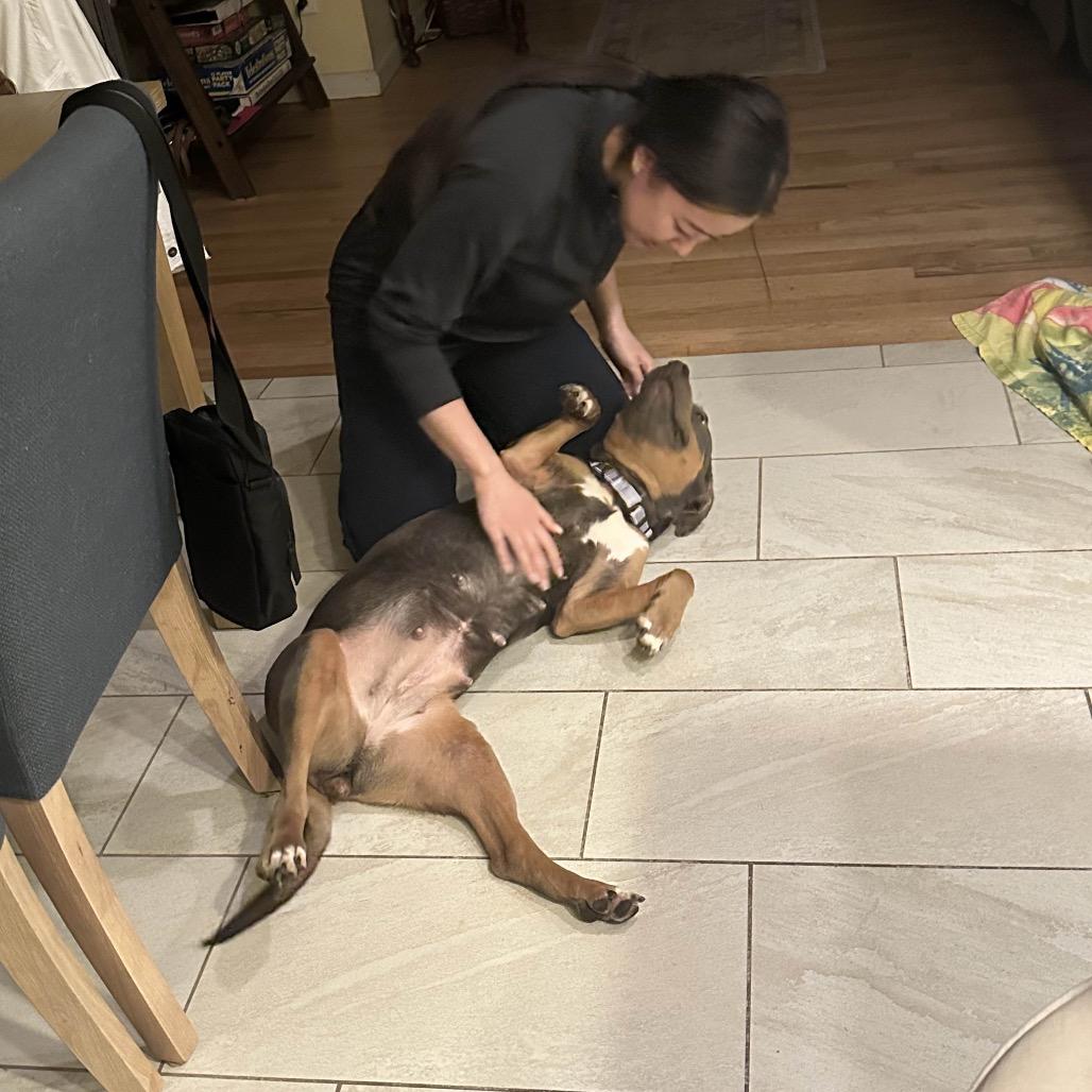 Zoe, a Adoptable Mixed Breed in Newark, NJ image 3/6