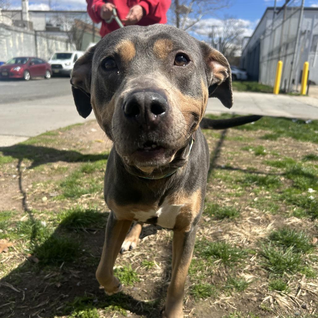 Zoe, a Adoptable Mixed Breed in Newark, NJ image 4/6