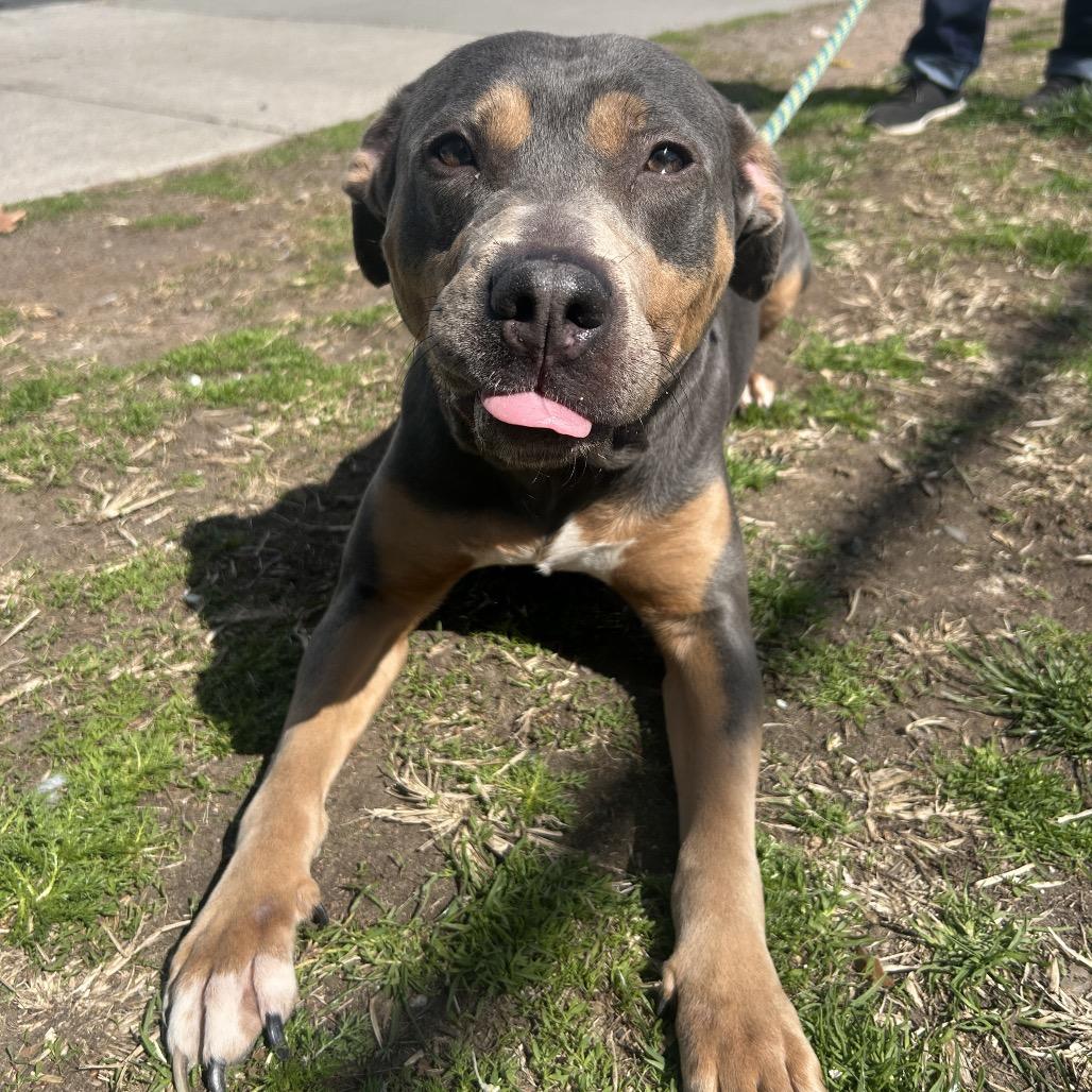 Zoe, a Adoptable Mixed Breed in Newark, NJ image 5/6