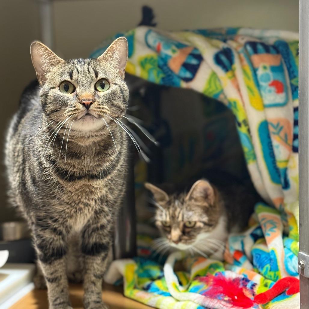 Baby, Adoptable, Adult Female Domestic Short Hair.