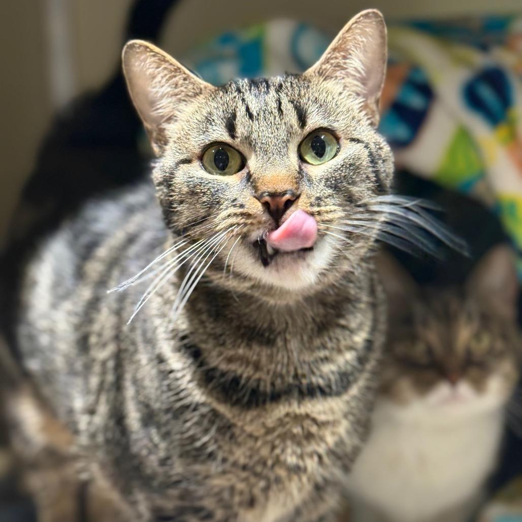 Enlarge Baby, a Adoptable Domestic Short Hair in Jeffersonville, IN image 2/4