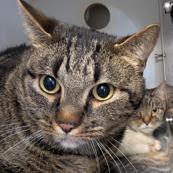 Baby, Adoptable, Adult Female Domestic Short Hair.