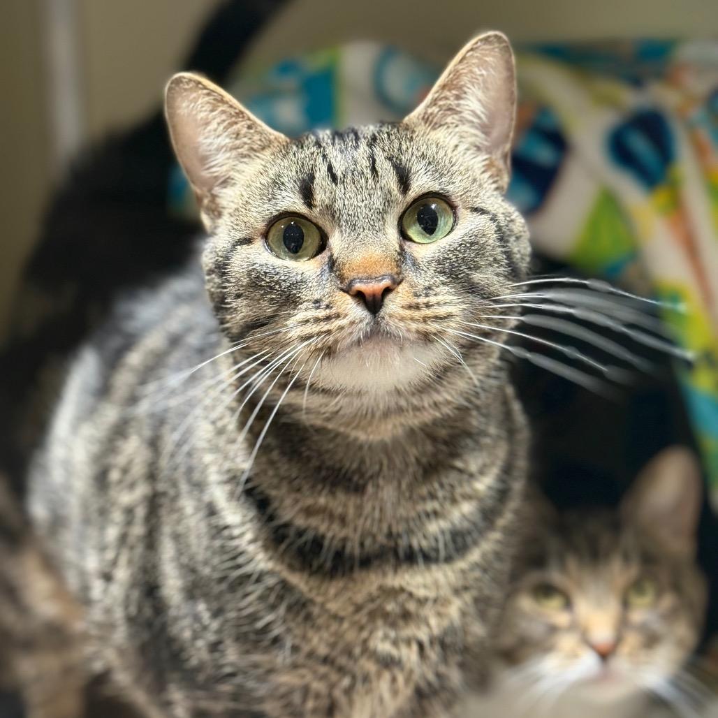 Enlarge Baby, a Adoptable Domestic Short Hair in Jeffersonville, IN image 4/4