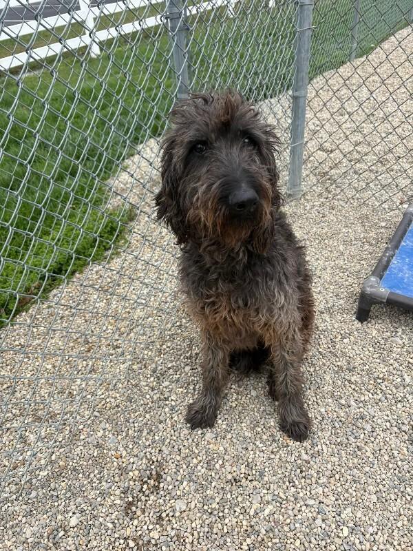 Enlarge Brillo, a Adoptable Poodle in Georgetown, OH image 1/1