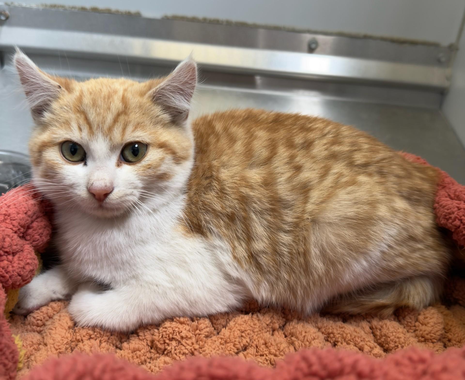 59886837, ADOPTABLE, Young Male Domestic Short Hair.