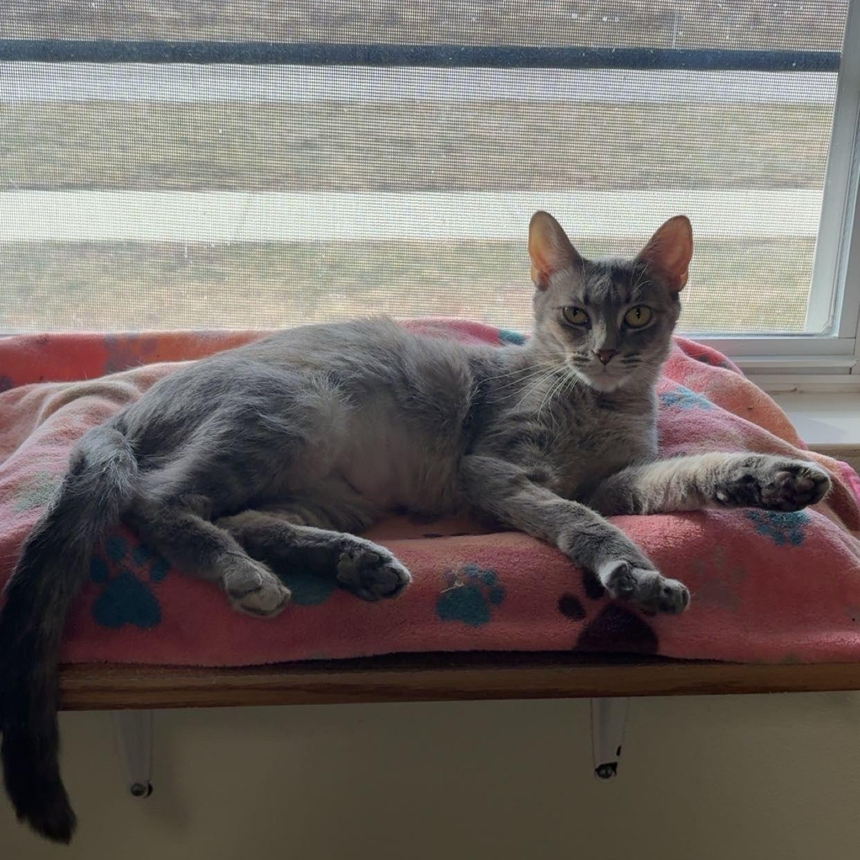 Enlarge Toots, an adopted Domestic Short Hair in Lincoln, IL image 1/2