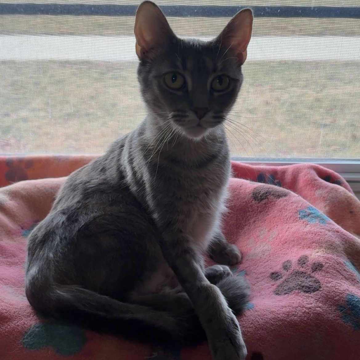 Enlarge Toots, an adopted Domestic Short Hair in Lincoln, IL image 2/2