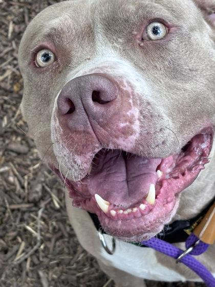 Goldberg, Adoptable, Adult Male Mixed Breed & Mixed Breed.