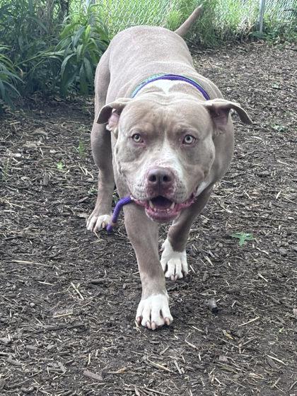 Goldberg, a Adoptable mixed breed in Hobart, IN image 3/3
