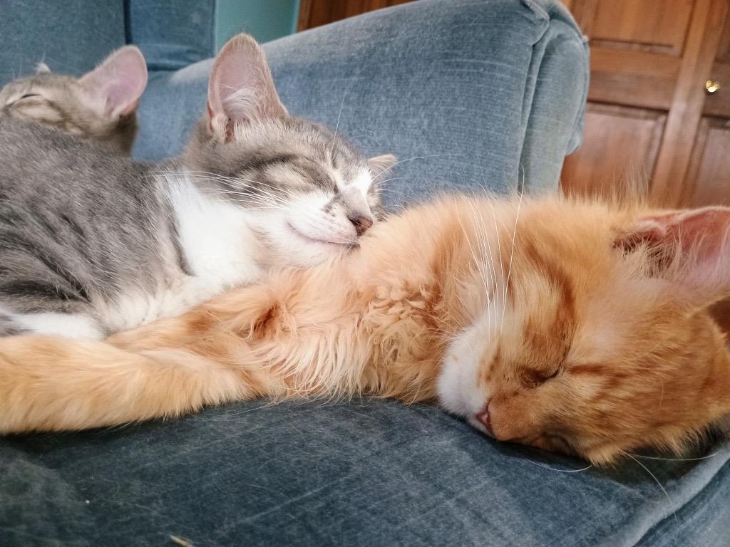 Enlarge Jimmy, a ADOPTABLE Domestic Long Hair in Burnsville, MN image 3/4