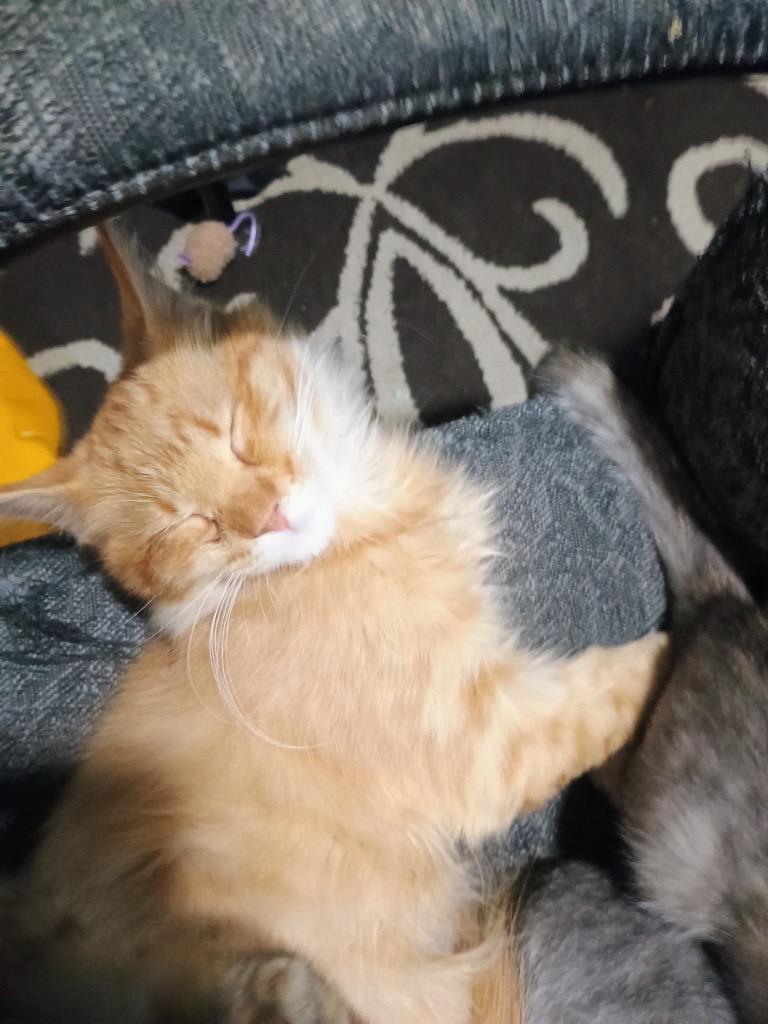 Enlarge Jimmy, a ADOPTABLE Domestic Long Hair in Burnsville, MN image 2/4