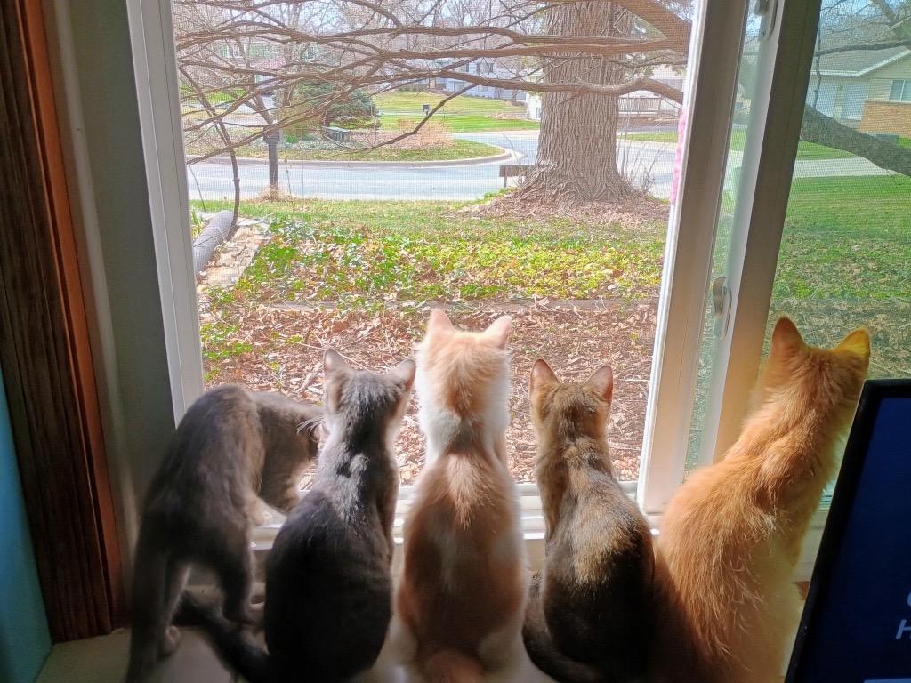 Enlarge Jimmy, a ADOPTABLE Domestic Long Hair in Burnsville, MN image 4/4