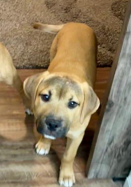 Enlarge 2748B Chaos - Adoption Ambassador, a Adoptable mixed breed in North Charleston, SC image 1/3