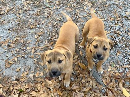 Enlarge 2748B Chaos - Adoption Ambassador, a Adoptable mixed breed in North Charleston, SC image 2/3