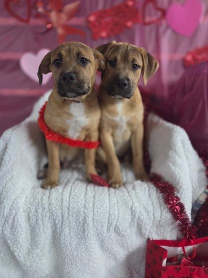 Enlarge 2748B Chaos - Adoption Ambassador, a Adoptable mixed breed in North Charleston, SC image 3/3