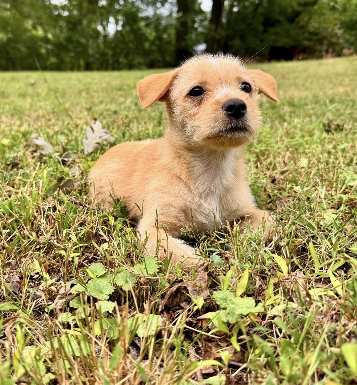 Enlarge Butterscotch, a Adoptable mixed breed in Catharpin, VA image 4/6