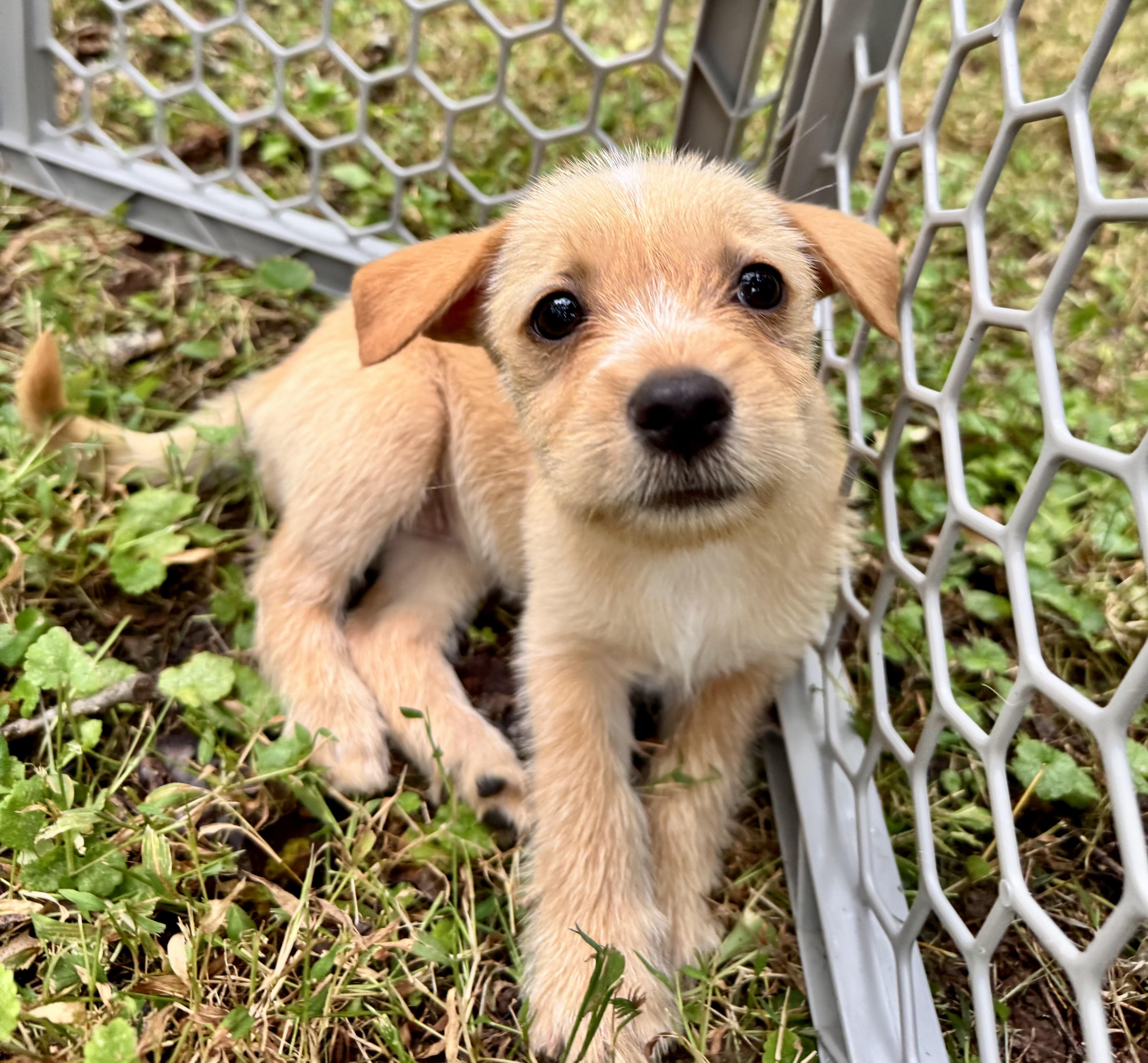 Enlarge Butterscotch, a Adoptable mixed breed in Catharpin, VA image 1/6
