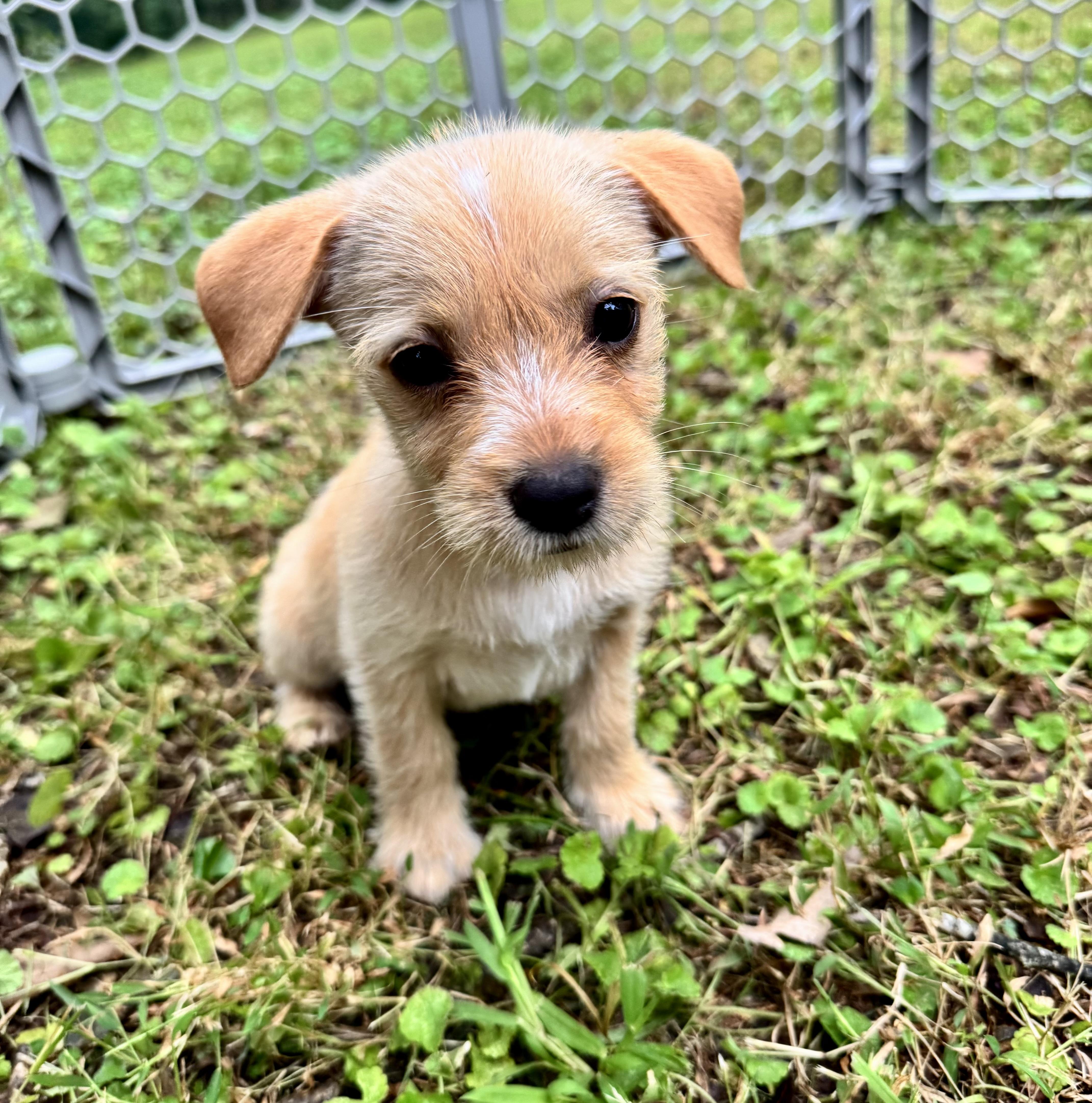 Enlarge Butterscotch, a Adoptable mixed breed in Catharpin, VA image 3/6