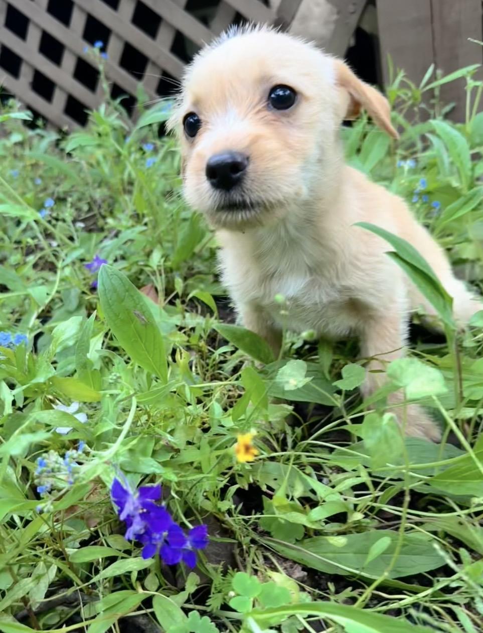 Enlarge Butterscotch, a Adoptable mixed breed in Catharpin, VA image 6/6