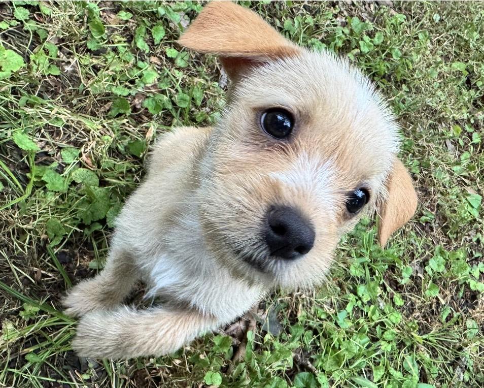 Enlarge Butterscotch, a Adoptable mixed breed in Catharpin, VA image 5/6
