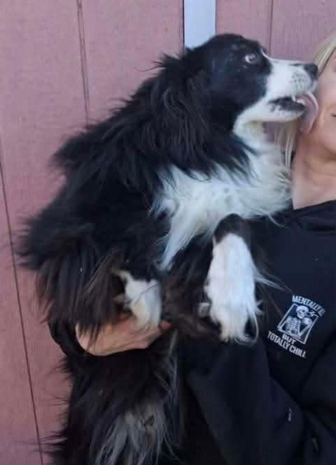Ninja, Adoptable, Adult Male Australian Shepherd.