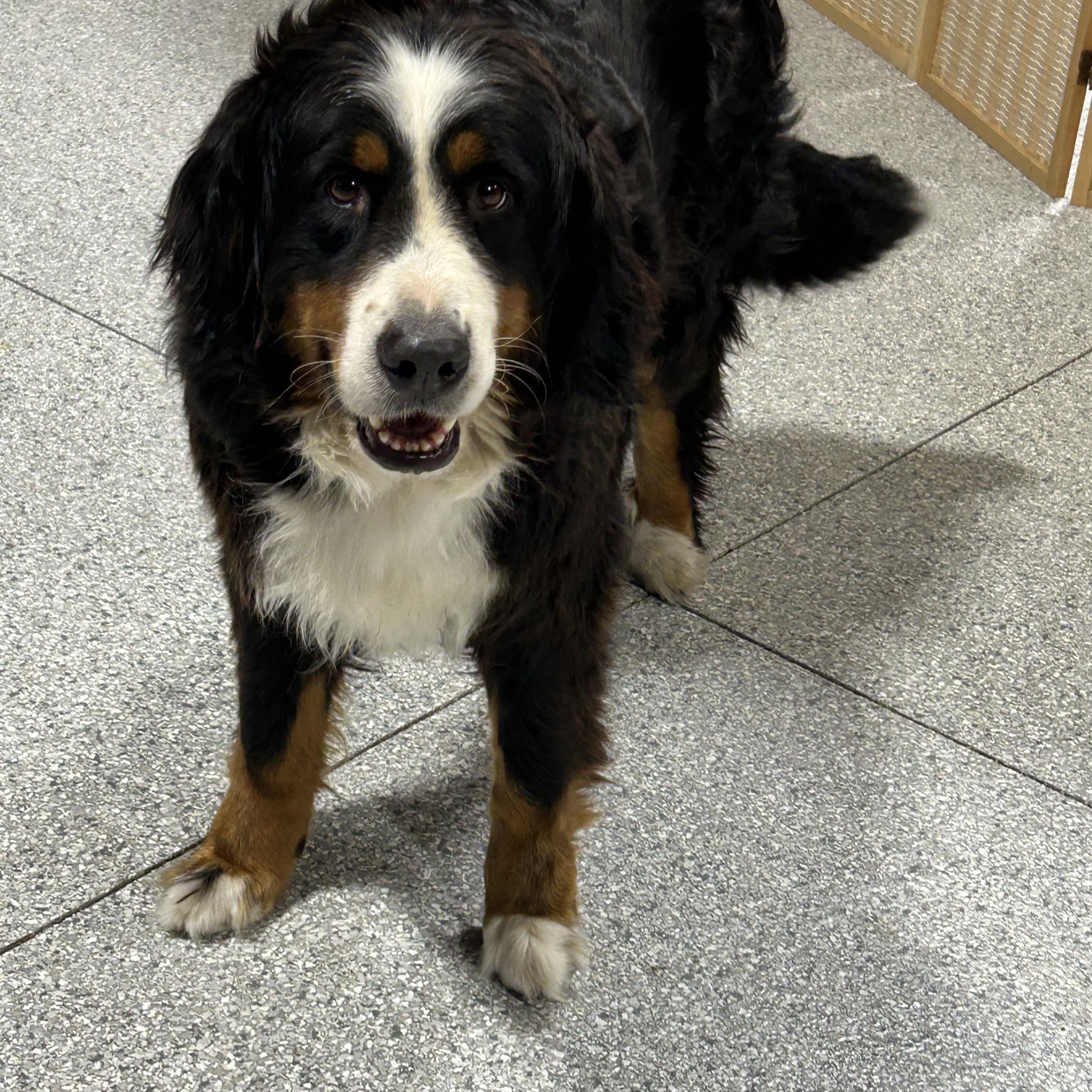 Lilly, Adoptable, Adult Female Bernese Mountain Dog.