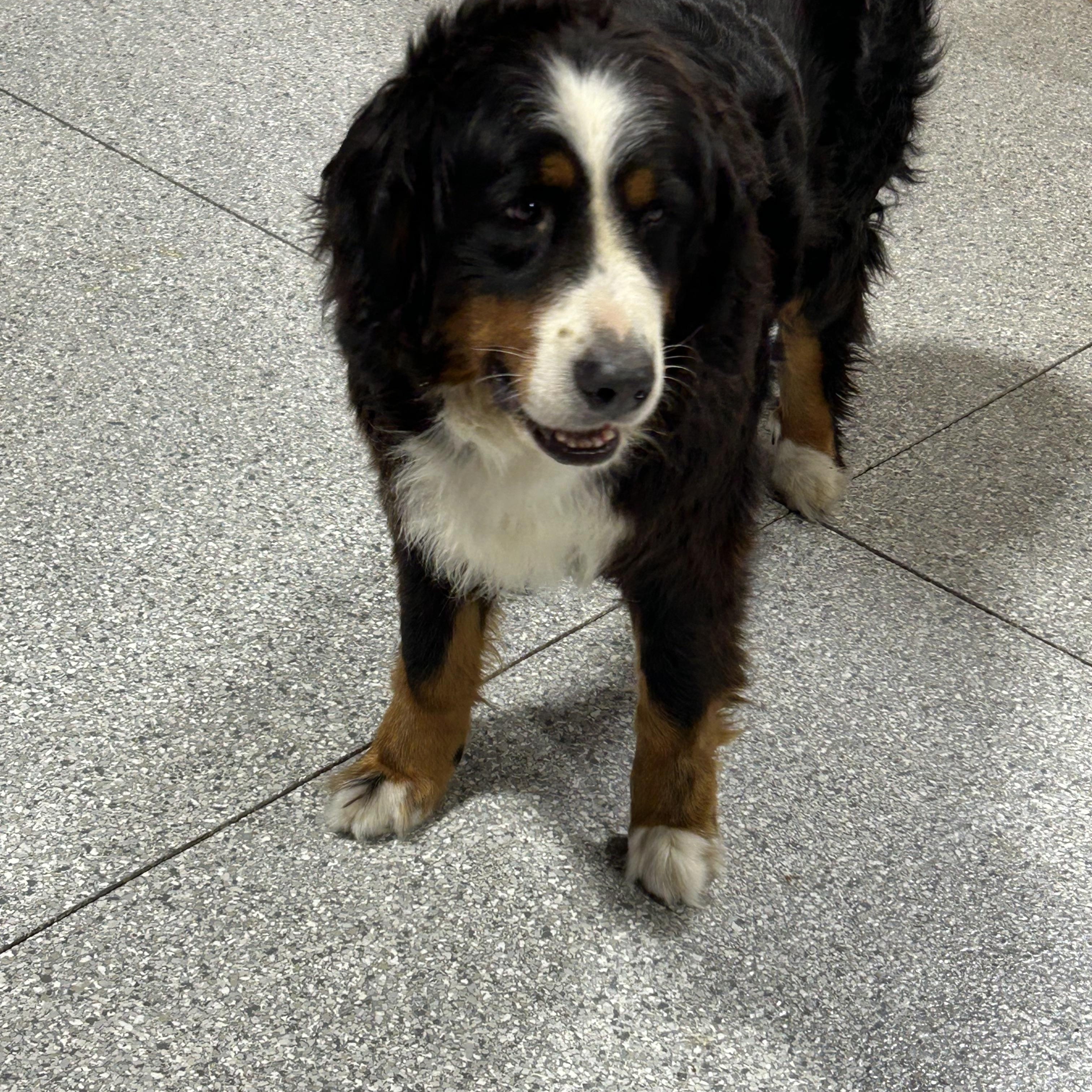 Lilly, a Adoptable Bernese Mountain Dog in Maumee , OH image 2/3
