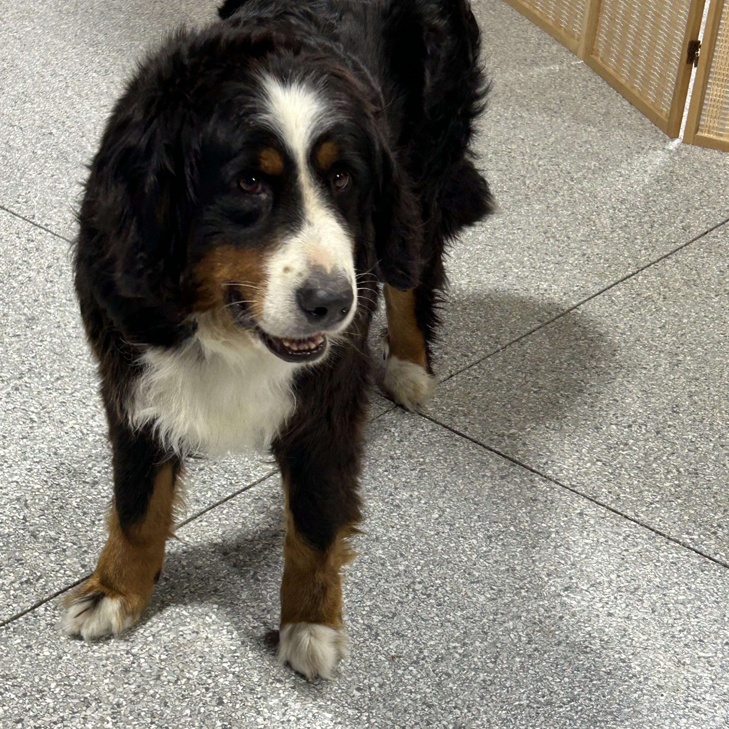 Lilly, a Adoptable Bernese Mountain Dog in Maumee , OH image 3/3